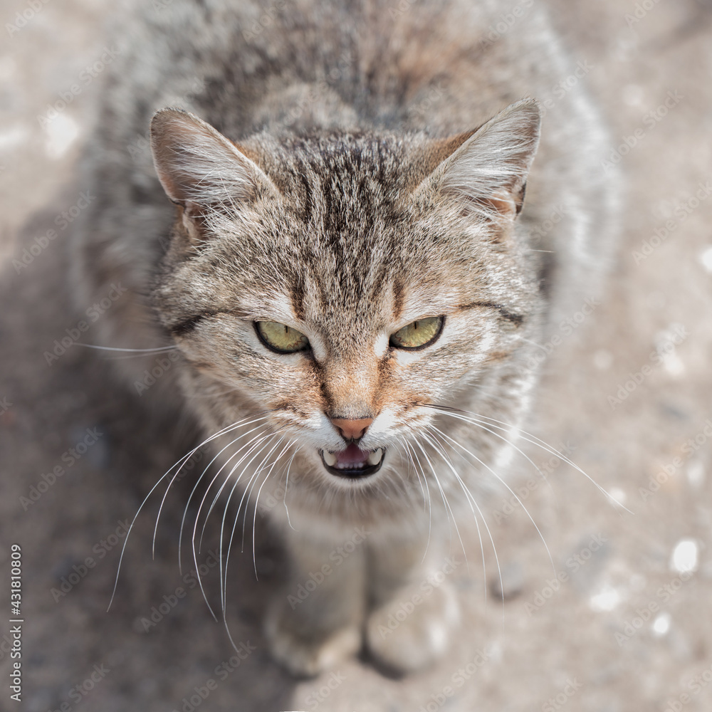 Abandoned cats sitting on the street.
