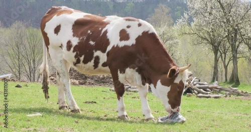 Cow licks mineral salt at a free range bio farm. Romanian cattle breed called Baltata Romaneasca. photo
