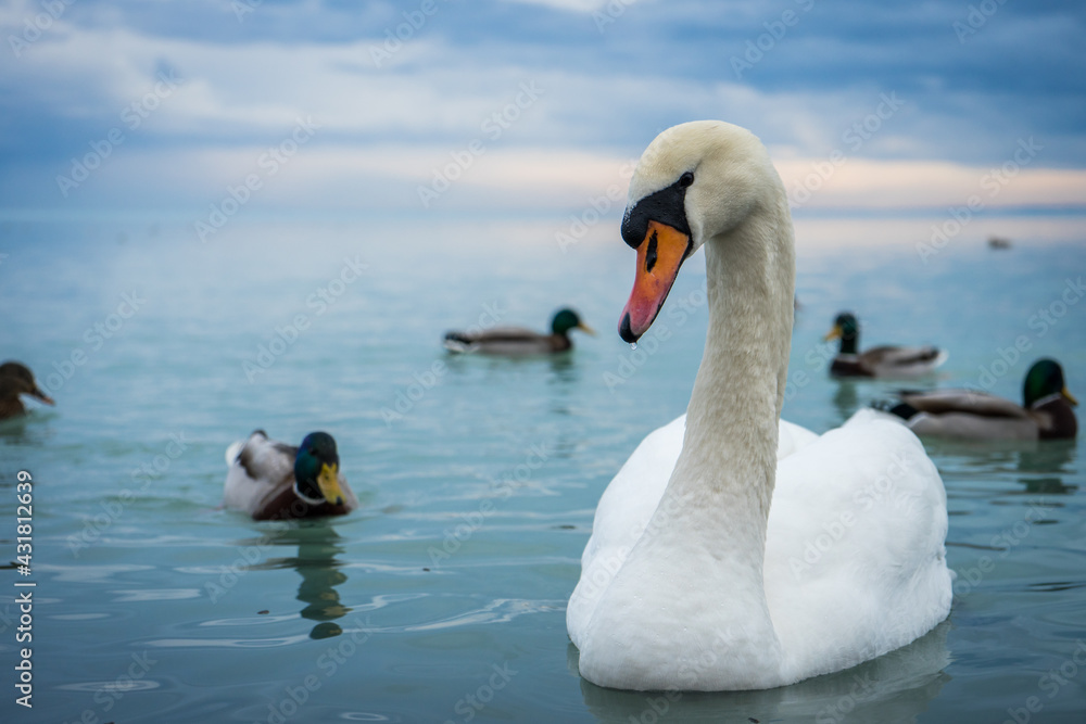 mute swan in winter in the company of ducks on lake Balaton, swan of Balaton from close up, European wildlife