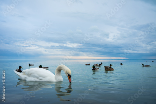 Fototapeta Naklejka Na Ścianę i Meble -  swans and duck on lake Balaton, Wildlife of the lake