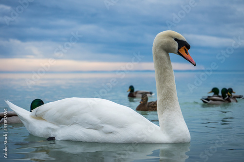 Cygnus olor, mute swan on lake Balaton, swan from closeup