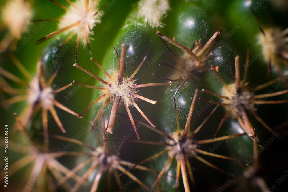 Cactus from closeup, Macro photo about the spikes of a cactus Cactus from closeup, Macro photo about the spikes of a cactus
