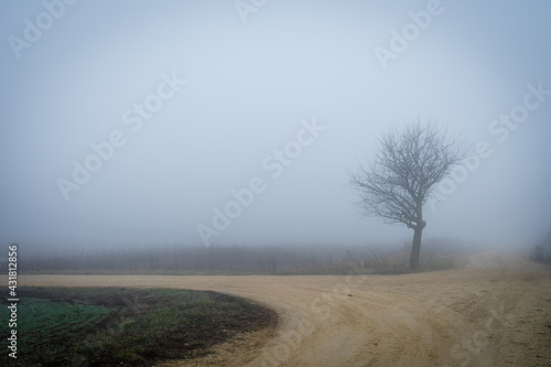 Lonely tree on a foggy day at a crossroads