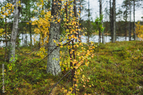 Swedish autumn fall vibrant landscape  Kurravaara in Norrbotten county  Kiruna Municipality  Northern Sweden