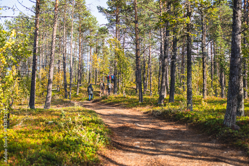 Obraz premium Swedish autumn fall vibrant landscape, Kurravaara in Norrbotten county, Kiruna Municipality, Northern Sweden