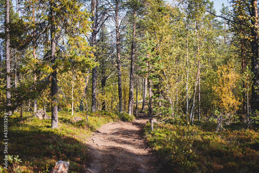 Swedish autumn fall vibrant landscape, Kurravaara in Norrbotten county, Kiruna Municipality, Northern Sweden
