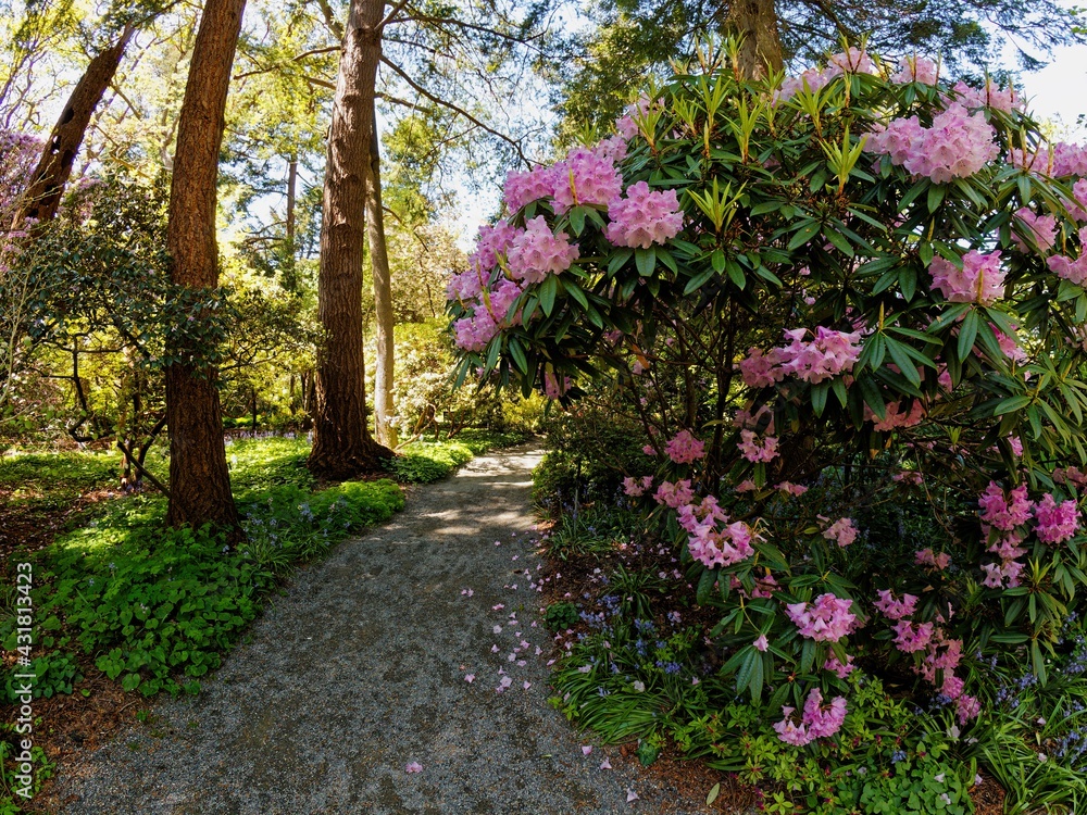 Public grounds of Finnerty Gardens in Victoria BC during rhododendron bloom 