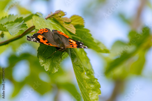 Vanessa indica pertenece a la familia Nymphalidae photo