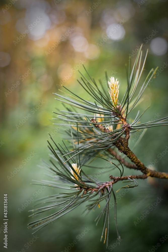 black pine bud from close up, Austrian pine tree branch end black pine bud from close up, Austrian pine tree branch end