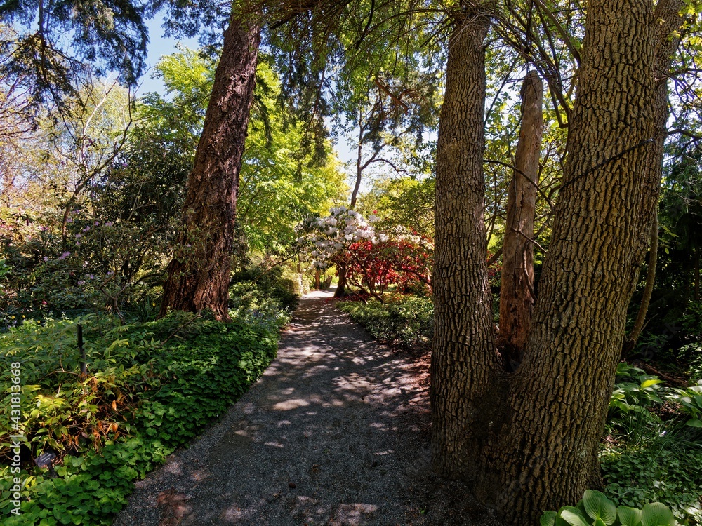 Public grounds of Finnerty Gardens in Victoria BC during rhododendron bloom Public grounds of Finnerty Gardens in Victoria BC during rhododendron bloom
