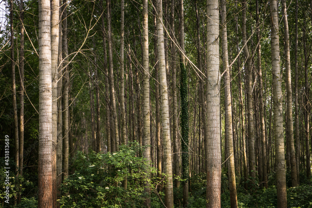 forest in the Velence mountains in summer, hungarian forest forest in the Velence mountains in summer, hungarian forest