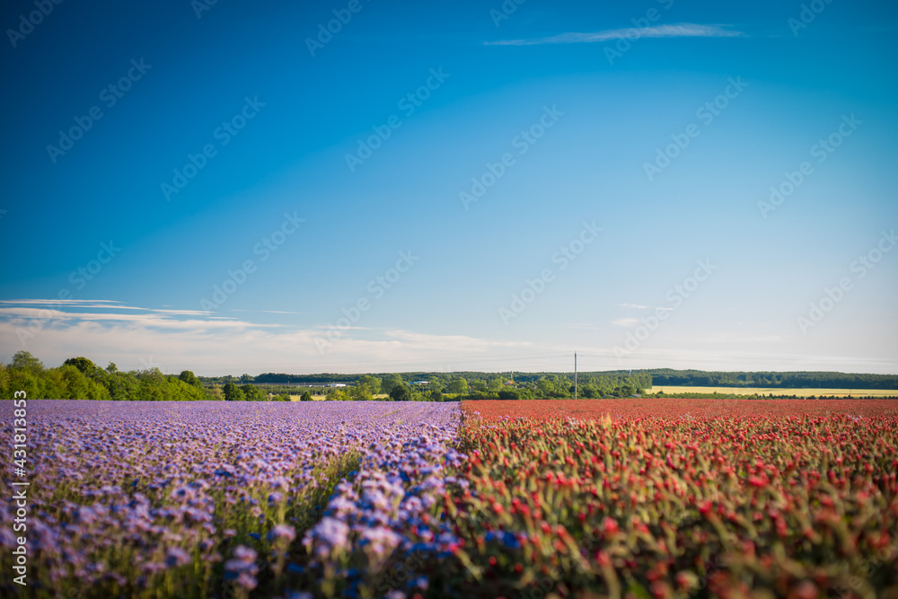 half red, half purple field near veszprem, colorful agricultural fields at summer