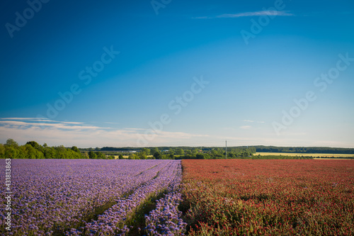 half red  half purple field near veszprem  colorful agricultural fields at summer