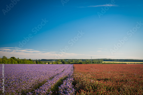Obraz na plátně half red, half purple field near veszprem, colorful agricultural fields at summe