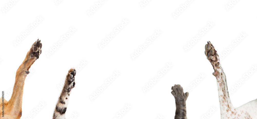 Dogs and Cats Raising Their Paws Dogs and Cats Raising Their Paws