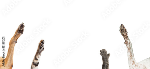 Photography Dogs and Cats Raising Their Paws