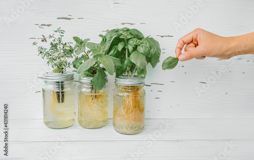 Herb harvest at home while cooking. Woman picking fresh basil leaf from growing herbs plants in hydroponic kratky jars system. Edible plant leaves. Basil, mint, thyme. photo