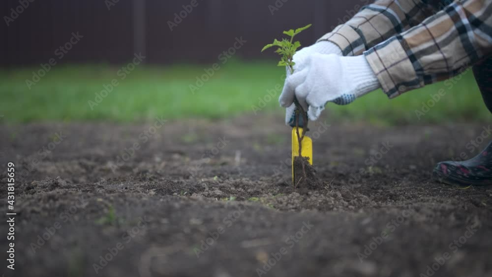 Digging out young plant from the soil. Unrecognizable person working in the garden on the backyard Digging out young plant from the soil. Unrecognizable person working in the garden on the backyard
