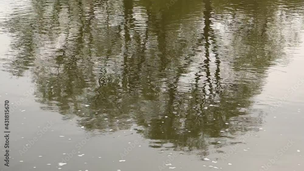 Willow trees reflecting in a river. Willow trees reflecting in a river.