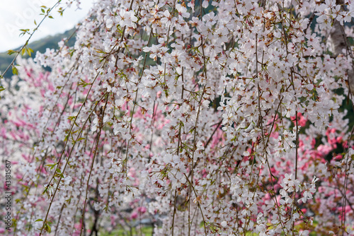 高知県は西川花公園の満開のしだれ桜