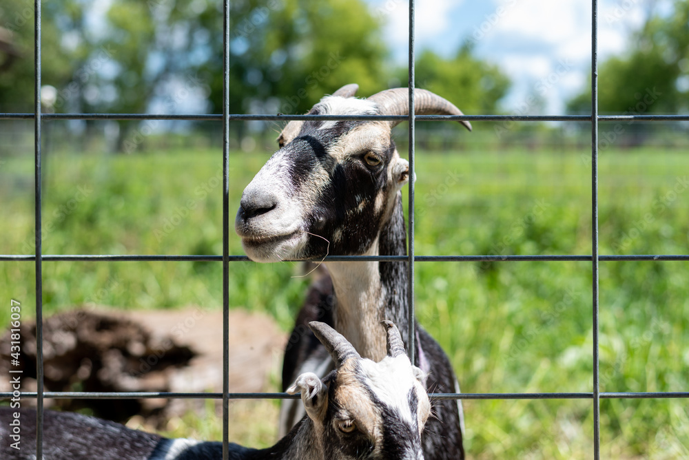 Cute goat chewing on grass poking its head through a fence Stock Photo