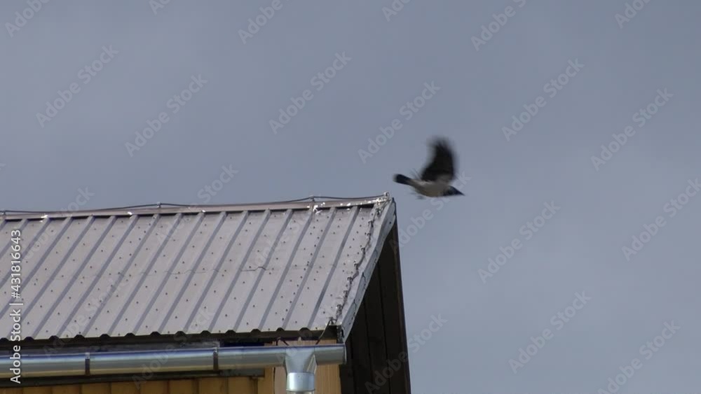 The crow sat on the roof of the house and flew away