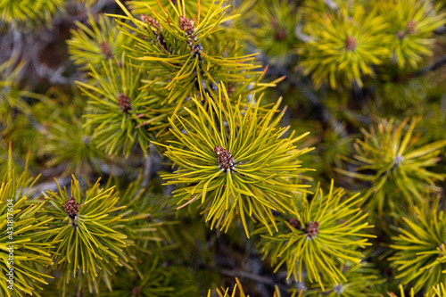 Close up of needles, branches of a pine tree seen in the boreal forest of northern Canada. Bright green, healthy looking tree in the wilderness of sub arctic land. 