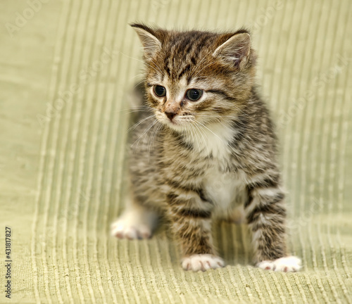 striped with white shorthair young kitten