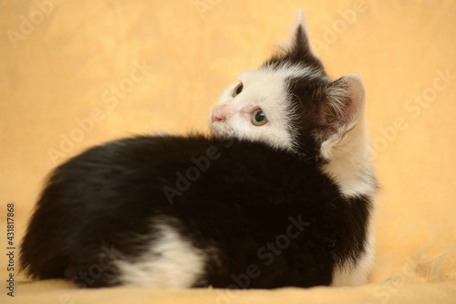 little white with black playful funny kitten