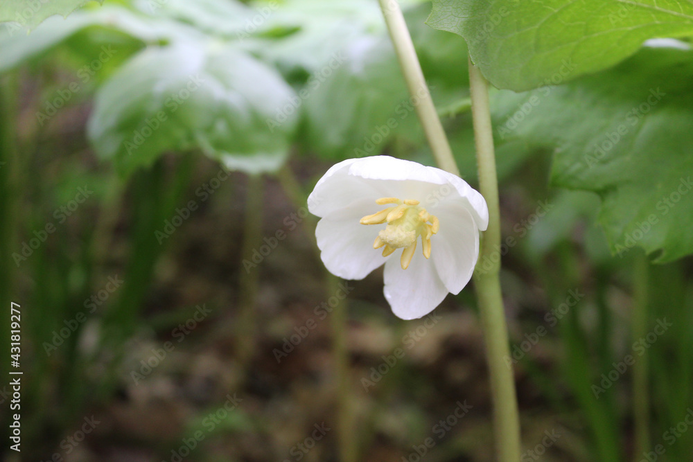 Mayapple bloom closeup at St. Paul Woods in Morton Grove, Illinois Mayapple bloom closeup at St. Paul Woods in Morton Grove, Illinois