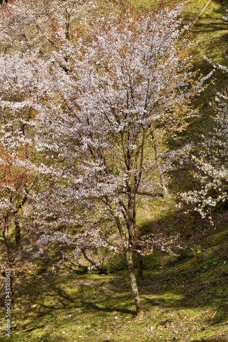 吉野山の桜