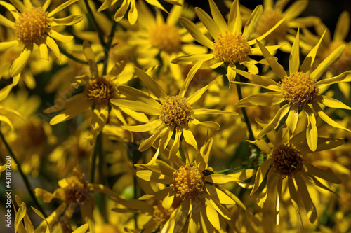 Golden Ragwort in bloom. Its stout, thick, basal offshoots creep horizontally and send up erect flowering stems 1-3 ft. in height. Flowers are deep golden-yellow, daisy-like and showy. 