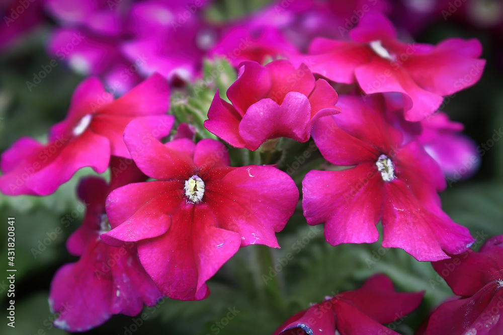 Naklejka premium Macro of magenta pink verbena blossoms in bloom