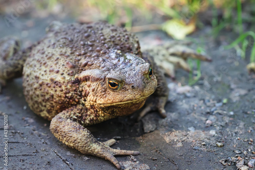 Big fat toad crawling along a dirt path