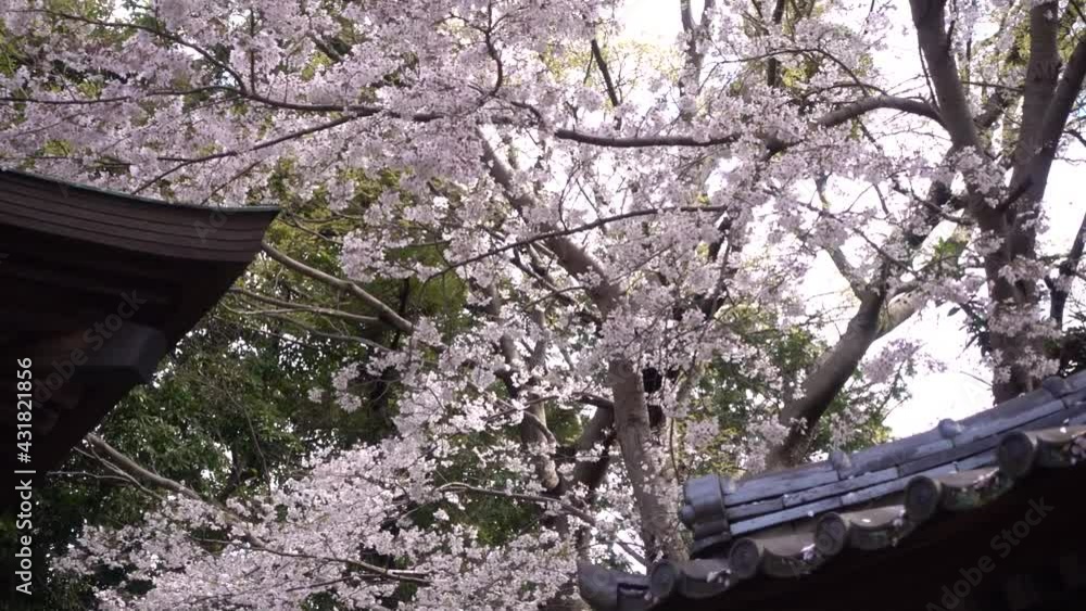 Reveal of Japanese Sakura Cherry Blossoms and typical roof. Slider shot