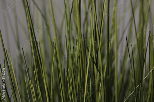 Macro green grass blades