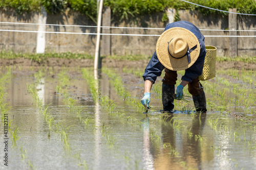 田植えをする人物の風景（日本、愛知県）