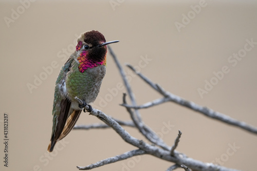 hummingbird on a branch