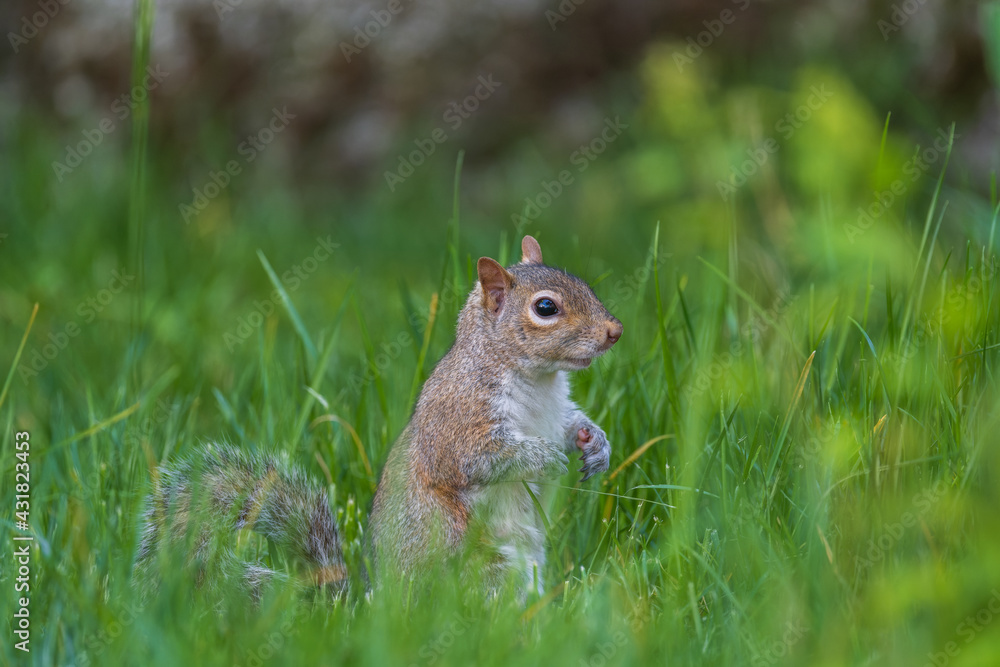 Naklejka premium squirrel in the grass