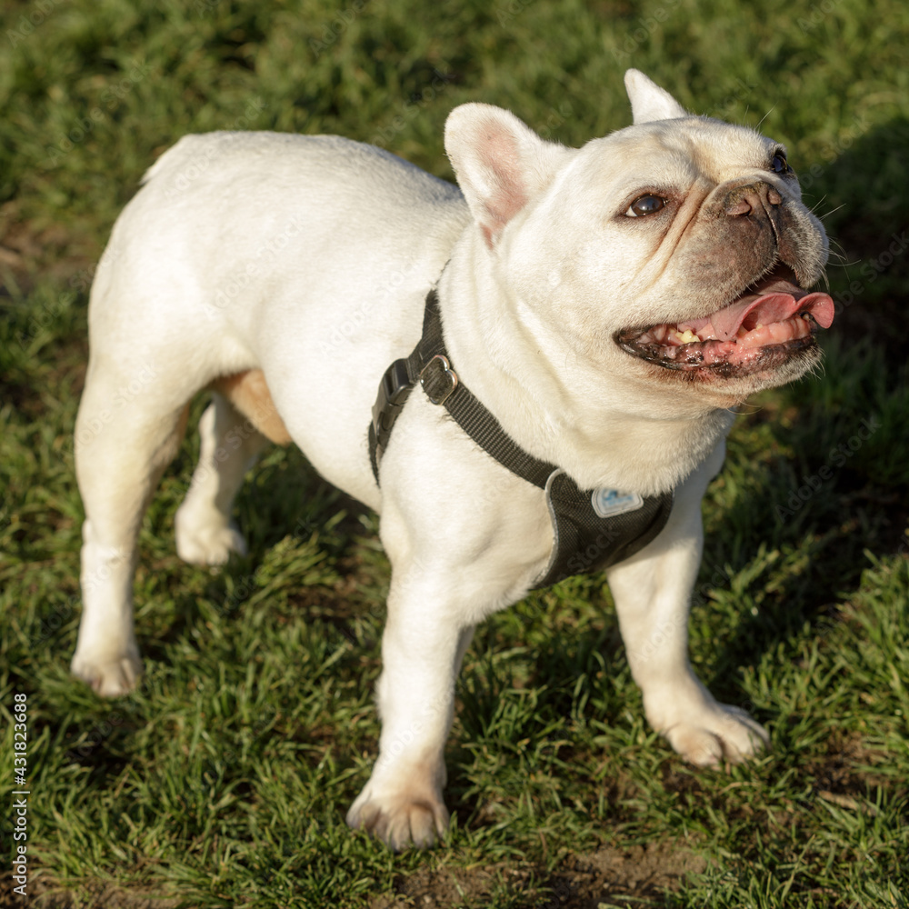 11-Year-Old White Frenchie Male Standing and Panting. Off-leash dog park in Northern California.
