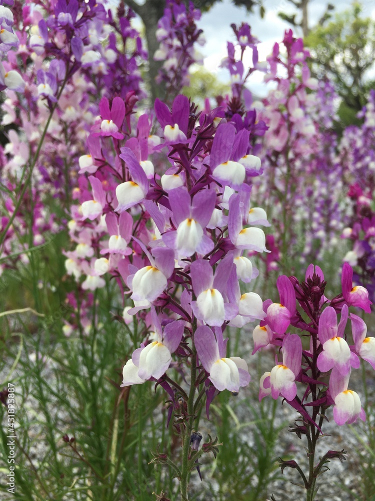 Fototapeta premium 花