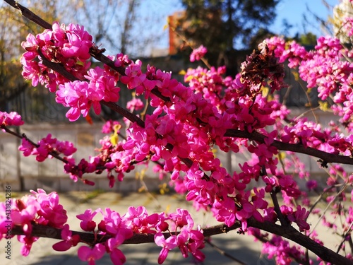 Garden Blooming Flower Pink Plant
