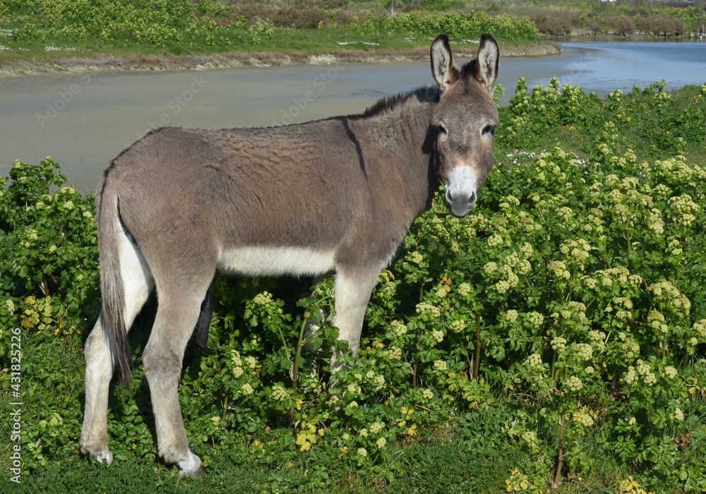 Donkey in the swamps (âne dans les marais). France Donkey in the swamps (âne dans les marais). France