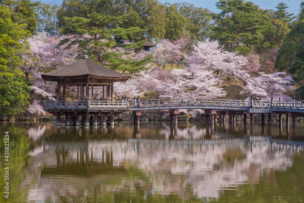 春の桜と浮見堂 横位置 1 春の桜と浮見堂 横位置 1