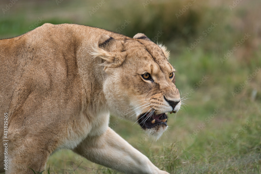 Lioness on the prowl out in nature on the African savannah Lioness on the prowl out in nature on the African savannah