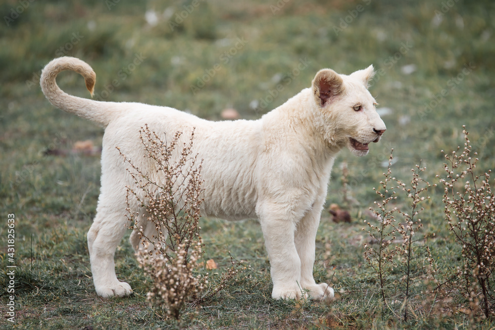 Beautiful and rare white albino lion cub, South Africa Beautiful and rare white albino lion cub, South Africa