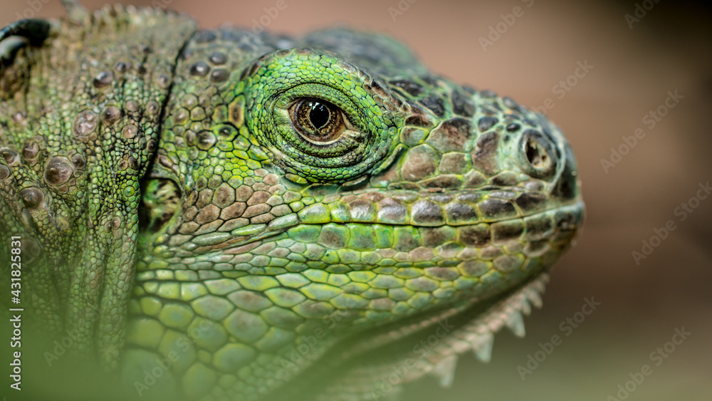 Colourful Iguana is looking at YOU Colourful Iguana is looking at YOU