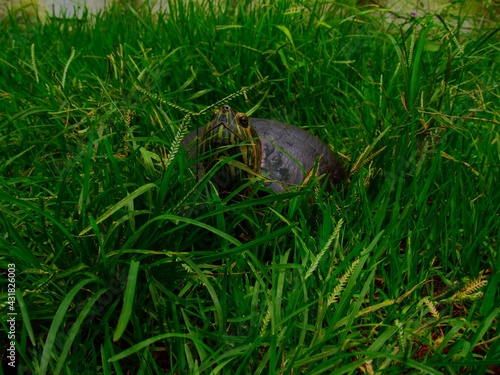 turtle on the grass