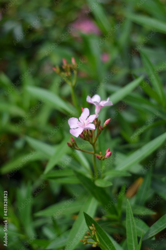 Small bright pink oleander flowers are blooming. Small bright pink oleander flowers are blooming.