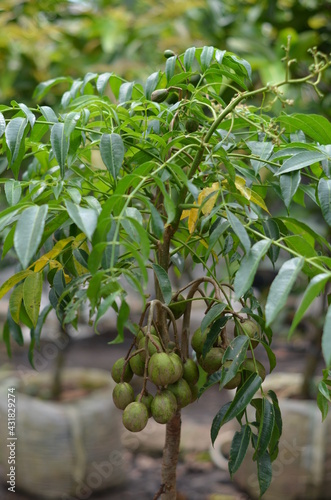 Golden apple fruit and its leaves.